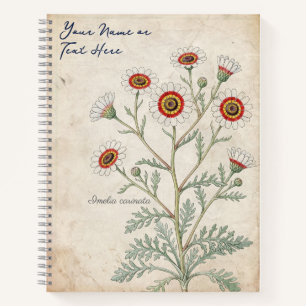 Antike Gemalte Margerite Botanisch Notizbuch