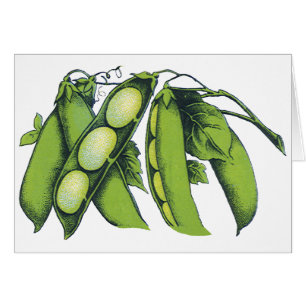 Antike Gemüse; Limabohnen, Biologische Landwirtsch