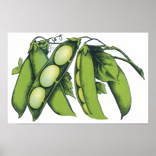 Antike Gemüse; Limabohnen, Öko-Bauernhof-Lebensmit Poster