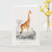 Antike Giraffe Naturhistorischer Druck Orbigny