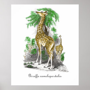 Antike Giraffen-Illustration  Giraffa camelopardal Poster