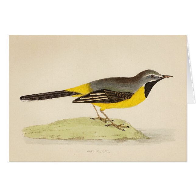 Antike graue Wagtail-Kunst (Vorderseite (Horizontal))