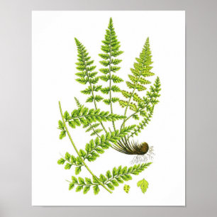 Antike grüne Natur-botanische Kunst des Poster