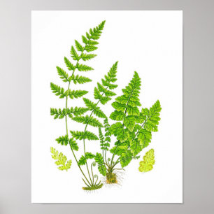 Antike grüne Natur-botanische Kunst des Poster