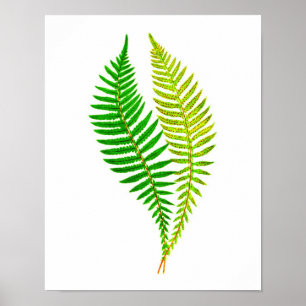 Antike grüne Natur-botanische Kunst des Poster
