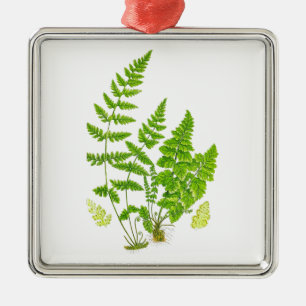 Antike grüne Natur-botanische Kunst des Silbernes Ornament