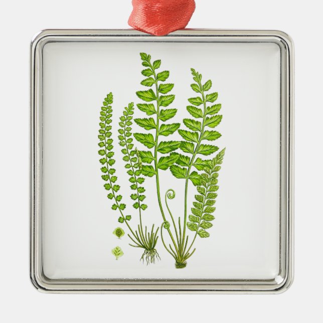 Antike grüne Natur-botanische Kunst des Silbernes Ornament (Vorne)