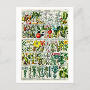 Antike Heptandria-Blumen-Botanik-Tafel Postkarte