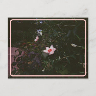 Antike Hibiskus-Postkarte Postkarte