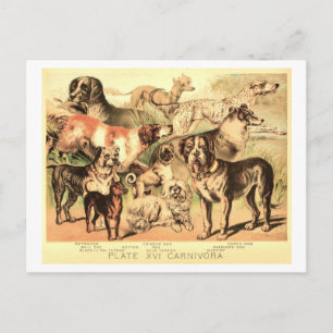 Antike Hunde-Illustration Postkarte