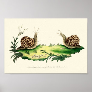 Antike Illustration der Gartensnails Poster