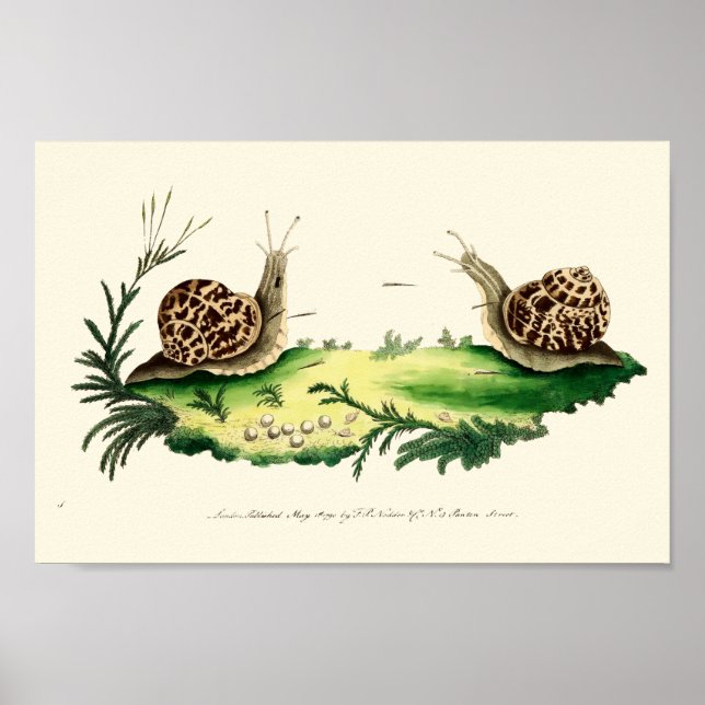 Antike Illustration der Gartensnails Poster (Vorne)
