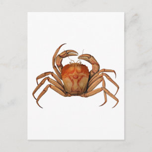 Antike Illustration einer Krabbe Postkarte