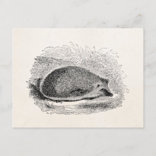 Antike Illustration Igel 1800er Jahre Igel Illustr Postkarte