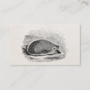 Antike Illustration Igel 1800er Jahre Igel Illustr Visitenkarte