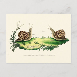 Antike Illustration von Gartenschnecken Postkarte