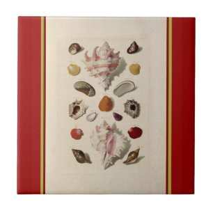 Antike illustrierte Muschelfliese Fliese