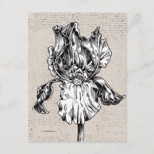 Antike Iris-Zeichnung Postkarte