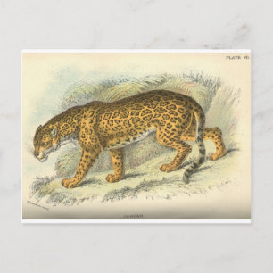 antike Jaguar-Illustration aus dem 19. Jahrhundert Postkarte