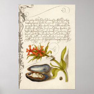 Antike Kalligrafie Text botanische Abbildung Poster