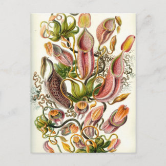 Antike Kannenpflanzen Postkarte