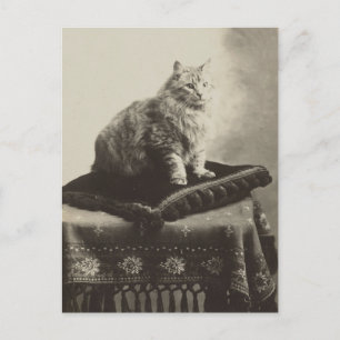 Antike Katze auf Kissen Postkarte 1910 Restauriert