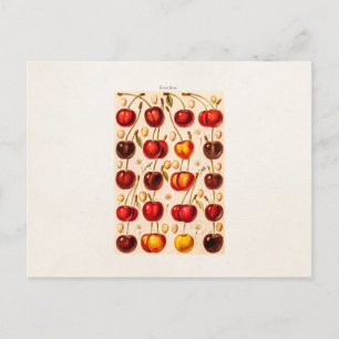 Antike Kirschsorten Vintage-Kirschen Obst Postkarte