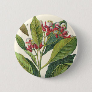 Antike Kräuter und Gewürze für Lebensmittel, Nelke Button