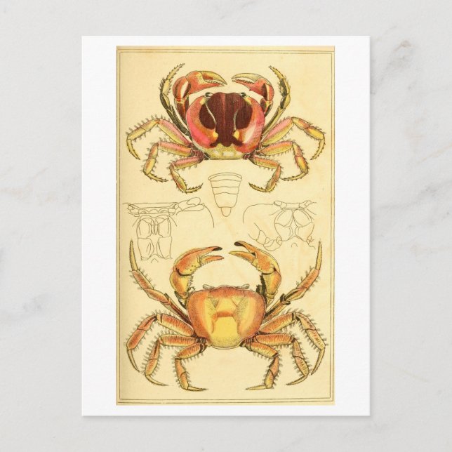 Antike Krebs-Illustration Postkarte (Vorderseite)
