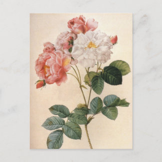 Antike Kunst - Rosa Rosenblüten - Postkarte