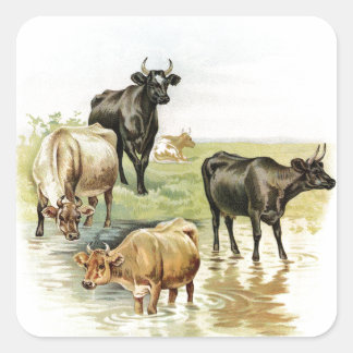 Antike landwirtschaftliche Nutztiere Kühe Quadratischer Aufkleber
