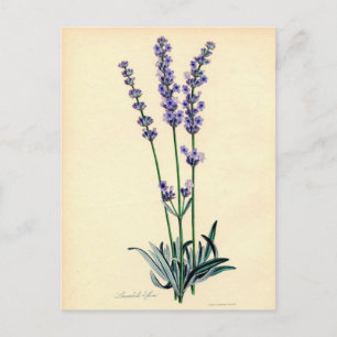 Antike Lavendel-Postkarte Postkarte