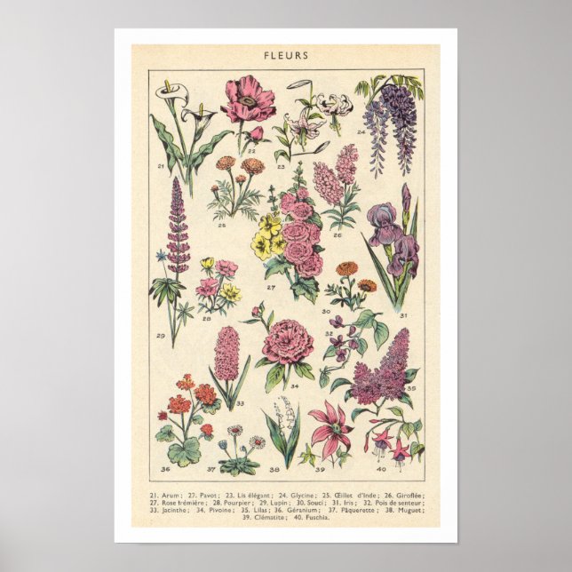 Antike lila Blumen Poster (Vorne)