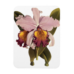 Antike lila Cattleya-Orchidee, tropische Blumen Magnet