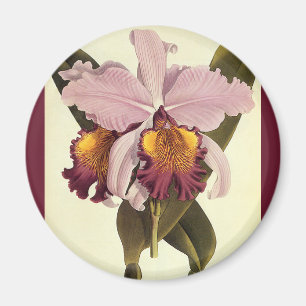 Antike lila Cattleya-Orchidee, tropische Blumen Magnet