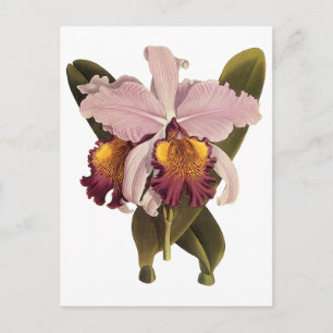 Antike lila Cattleya-Orchidee, tropische Blumen Postkarte