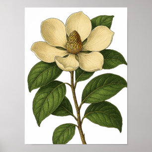 Antike Magnolie Poster