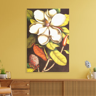 Antike Magnolienblüten Pflanze mit Samen Leinwanddruck