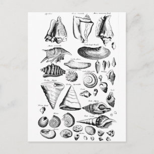Antike Meeresmuscheln Postkarte
