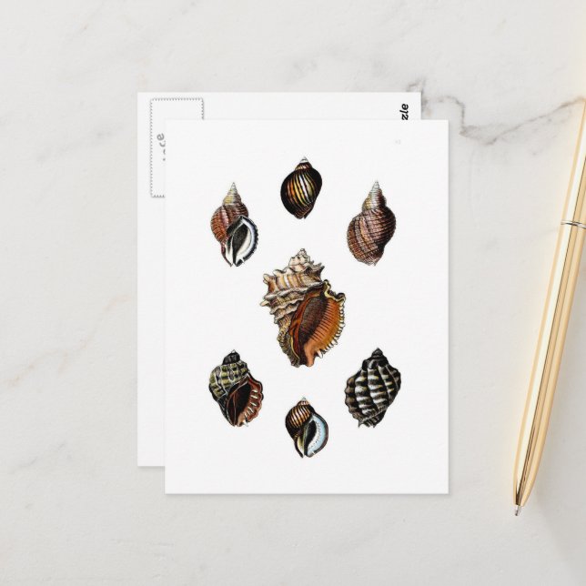 Antike Muscheln Postkarte (Vorderseite/Rückseite Beispiel)