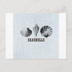 Antike Muscheln Postkarte