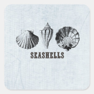 Antike Muscheln Quadratischer Aufkleber