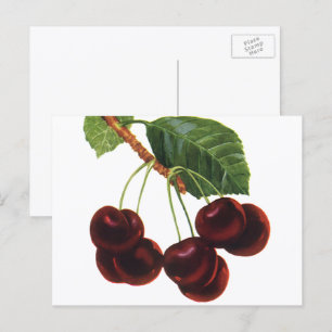 Antike Obstprodukte, reife Kirschen von einem Baum Postkarte