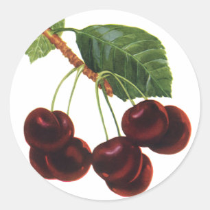 Antike Obstprodukte, reife Kirschen von einem Baum Runder Aufkleber