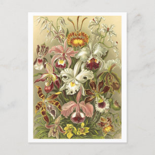 Antike Orchideen - Botanische Illustrations-Postka Postkarte