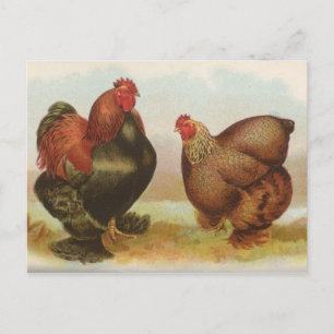 Antike "Partridge Cochin Hühner" Postkarte