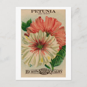 antike Petunien-Samenpackung-Postkarte Postkarte