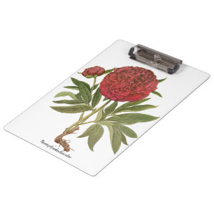 Antike Pfingstrosen, Pfingstrosen-Blumen von Basil Klemmbrett