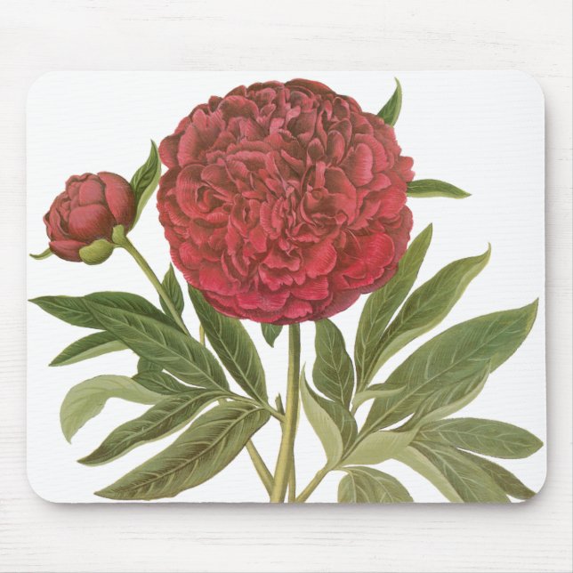 Antike Pfingstrosen, Pfingstrosen-Blumen von Basil Mousepad (Vorne)