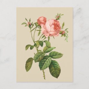 Antike Pfirsich-Rosen-Postkarte für jeden Zweck Postkarte